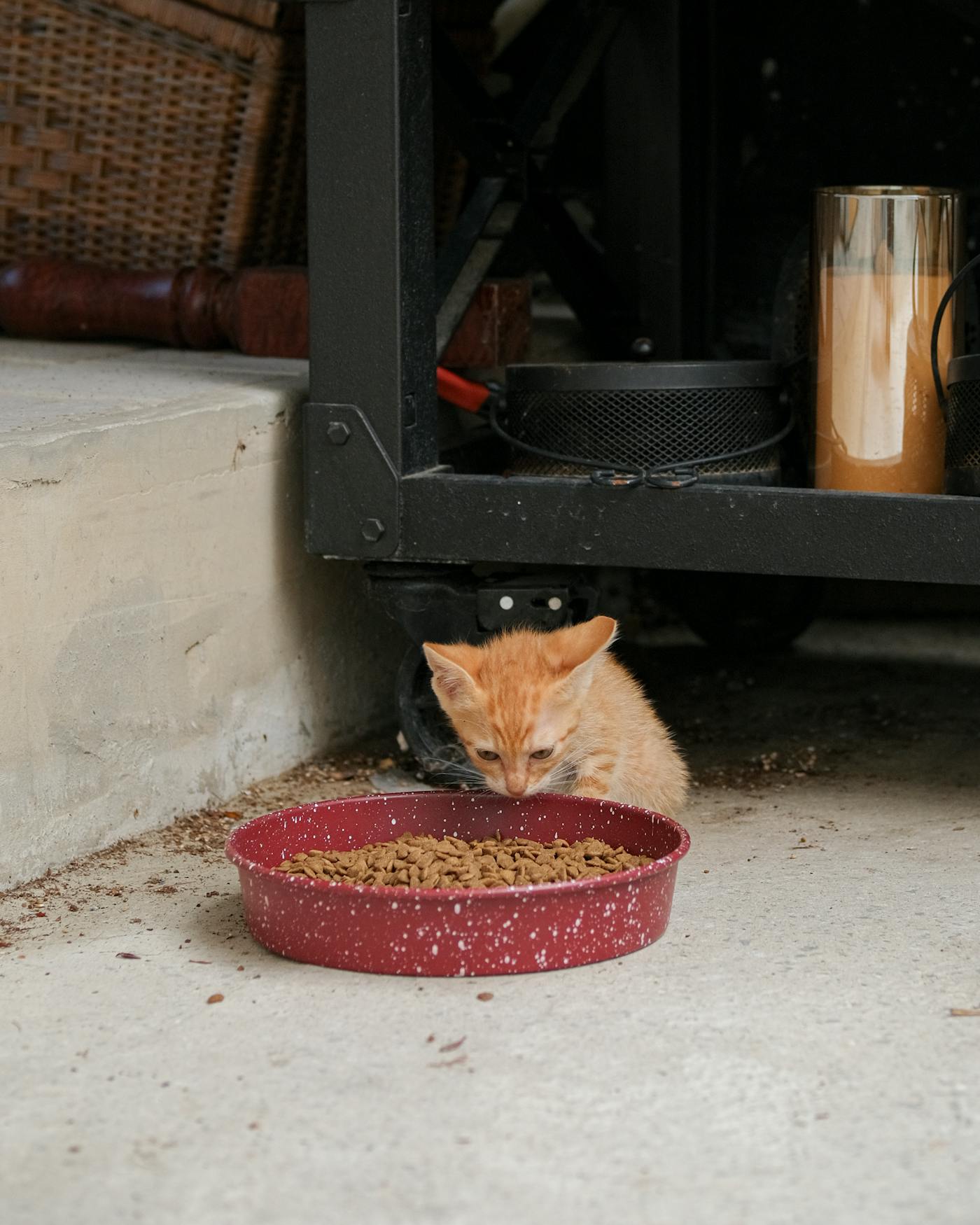 Hill's Science Diet Kitten