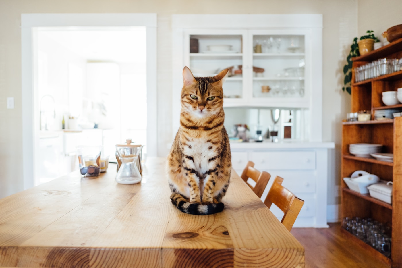 Purina Pro Plan Gato Adulto