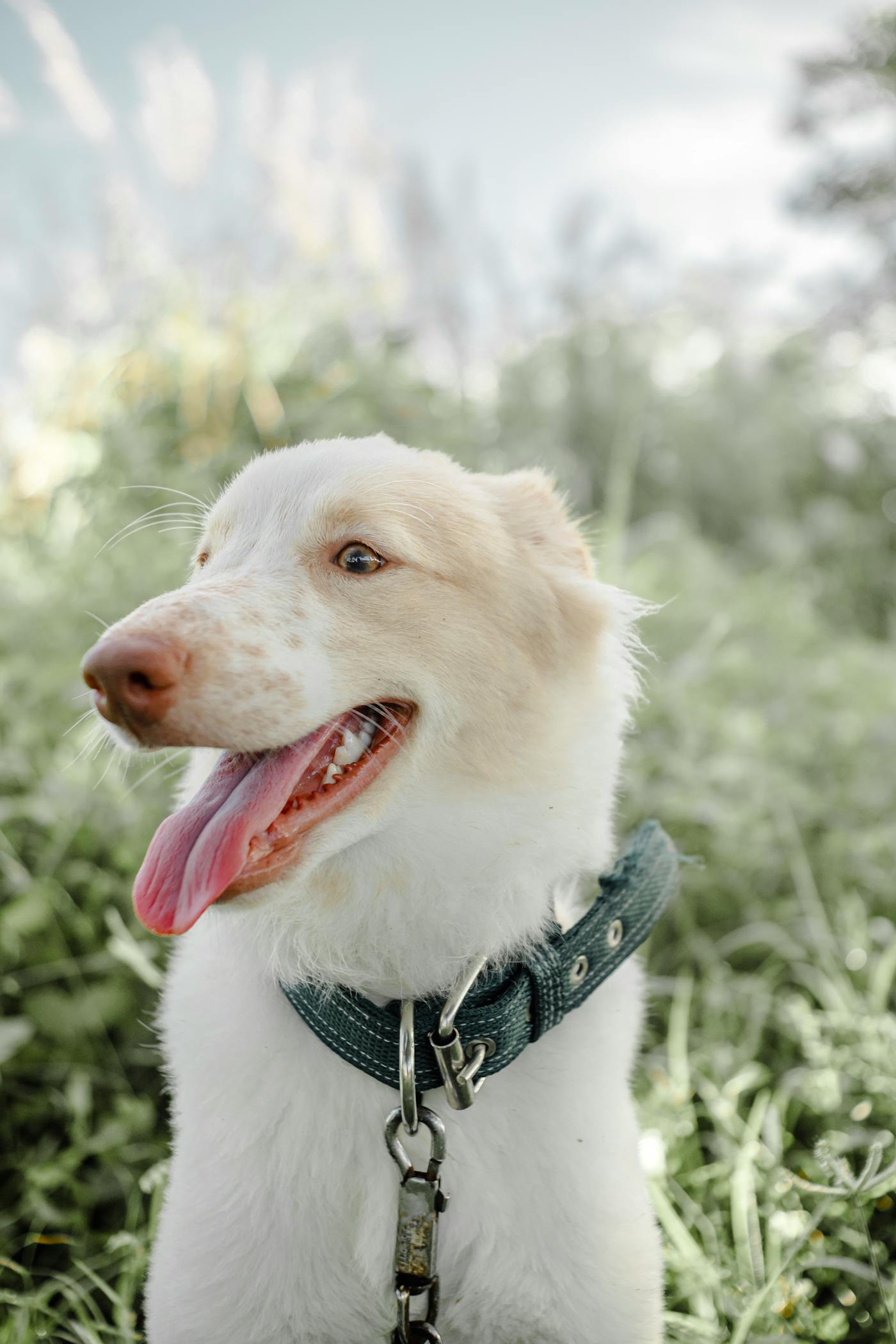 Collar Seresto Perro